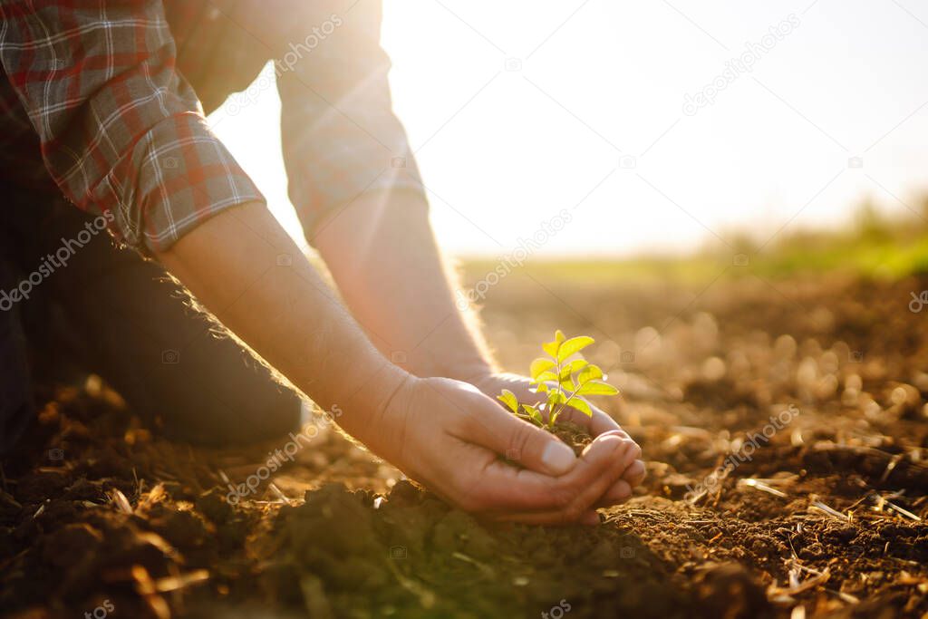 Expert hand of farmer checking soil health before growth a seed of vegetable or plant seedling.  Agriculture, organic gardening, planting or ecology concept.