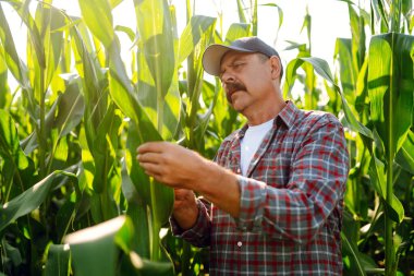 Mısır tarlasında dikilen çiftçi mahsulü inceliyor. Tarım, organik bahçe, ekme ya da ekoloji konsepti.