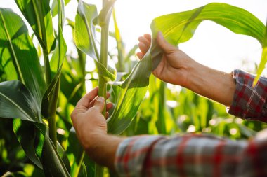 Close up of corn sprout in farmer's hand. Farmer  standing in corn field examining crop. Agriculture, organic gardening, planting or ecology concept.