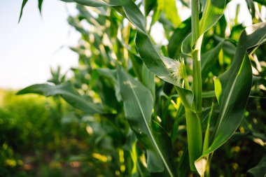 Yeşil mısır tarlasında büyüyen güneş ışığı. Tarım, organik bahçe, ekme ya da ekoloji konsepti.