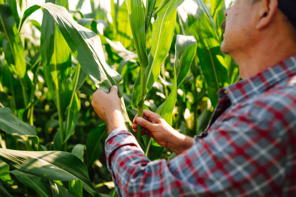 Farmer  standing in corn field examining crop. Agriculture, organic gardening, planting or ecology concept.