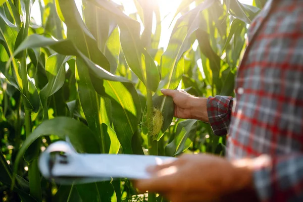 Close Corn Sprout Farmer Hand Farmer Standing Corn Field Examining — Stok fotoğraf