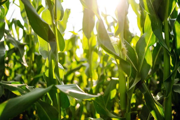 Yeşil mısır tarlasında büyüyen güneş ışığı. Tarım, organik bahçe, ekme ya da ekoloji konsepti.