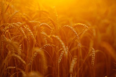 Altın buğday kulakları yakında. Büyüyen doğa hasadı. Tarım çiftliği.