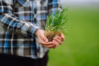 Genç buğday bir çiftçinin ellerinde filizlenir. Buğday tarlası gelişmelerini kontrol ediyorum. Tarım, organik bahçe, ekme ya da ekoloji konsepti.