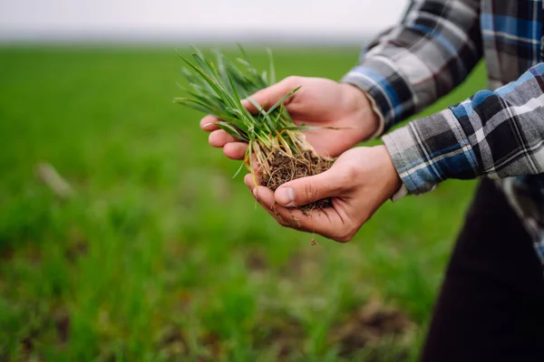 Young Wheat Sprout Hands Farmer Checking Wheat Field Progress Agriculture — Stock Photo, Image