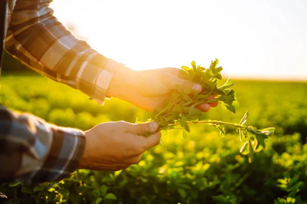 Mladá Pšenice Klíčí Rukou Farmáře Kontroluji Průběh Pšeničného Pole Koncept — Stock fotografie