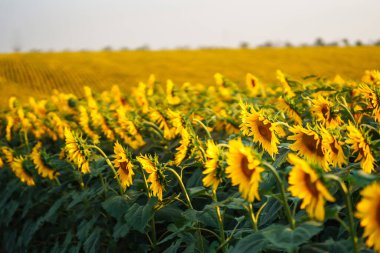 Çiçek açan ayçiçeği tarlası. Tarım, organik bahçe, ekme ya da ekoloji konsepti.