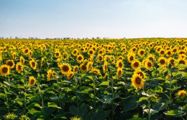 Çiçek açan ayçiçeği tarlası. Tarım, organik bahçe, ekme ya da ekoloji konsepti.