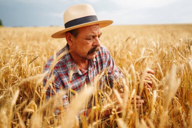 Buğday tarlasında dikilen çiftçi, ekinlere bakıyor. Tarım, bahçıvanlık veya ekoloji kavramı.