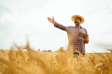 Buğday tarlasında dikilen çiftçi, ekinlere bakıyor. Tarım, bahçıvanlık veya ekoloji kavramı.