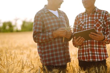 Buğday tarlasında tabletli iki çiftçi. Akıllı çiftlik. Tarım, bahçıvanlık veya ekoloji kavramı.