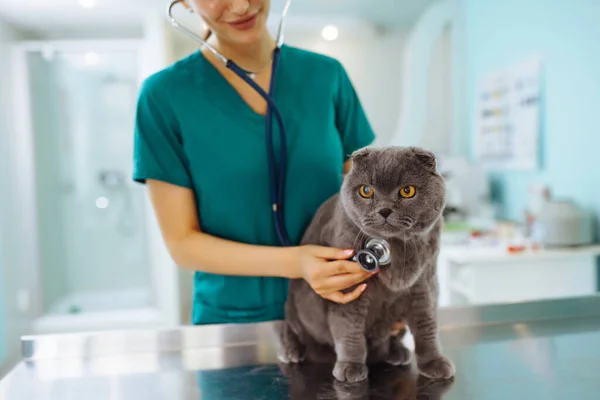 Woman veterinarian examining cat on table in veterinary clinic. Healthcare, medicine treatment of pets.