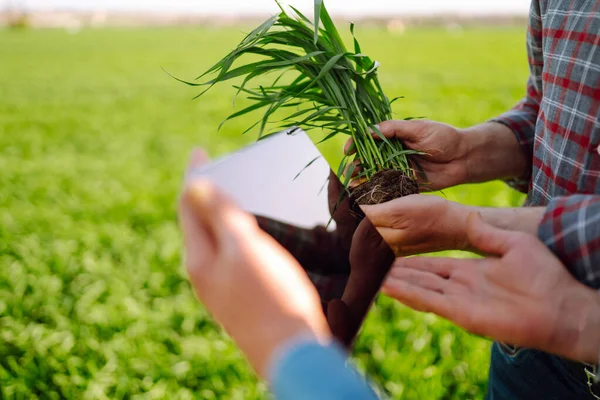 Akıllı Çiftlik Yeşil Buğday Tarlasında Tabletli Iki Çiftçi Tarım Bahçıvanlık — Stok fotoğraf