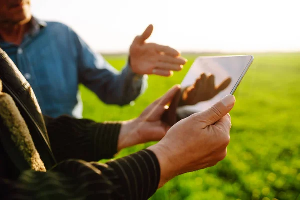 Mądra Farma Dwóch Farmerów Tabletką Zielonym Polu Pszenicy Koncepcja Rolnictwa — Zdjęcie stockowe