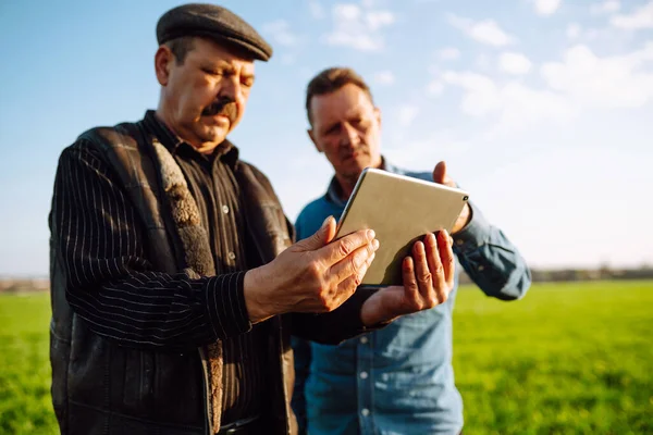 Akıllı Çiftlik Yeşil Buğday Tarlasında Tabletli Iki Çiftçi Tarım Bahçıvanlık — Stok fotoğraf