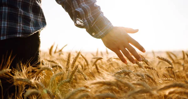 Wheat 필드에서 의등으로 과놀라운 스파이크의 손으로 생태학 — 스톡 사진