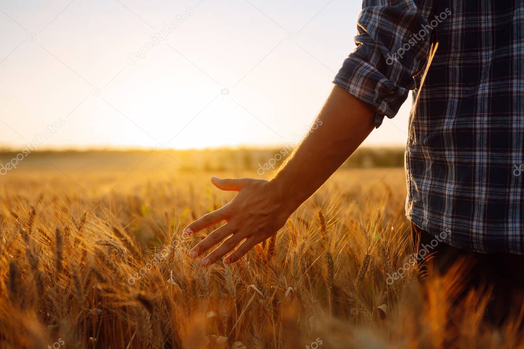 Amazing view with Man With His Back To The Viewer In A Field Of Wheat Touched By The Hand Of Spikes. Agriculture, organic gardening, planting or ecology concept.