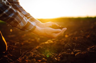 Uzman çiftçinin eli toprak topluyor. Çiftçi ekmeden önce toprak kalitesini kontrol ediyor. Tarım, bahçıvanlık veya ekoloji kavramı.