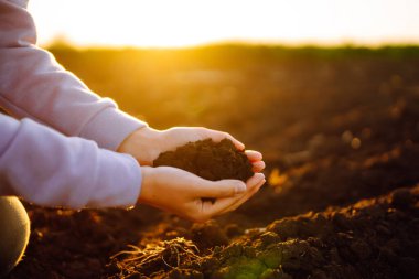 Uzman çiftçinin eli toprak topluyor. Çiftçi ekmeden önce toprak kalitesini kontrol ediyor. Tarım, bahçıvanlık veya ekoloji kavramı.