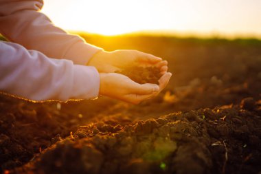 Uzman çiftçinin eli toprak topluyor. Çiftçi ekmeden önce toprak kalitesini kontrol ediyor. Tarım, bahçıvanlık veya ekoloji kavramı.