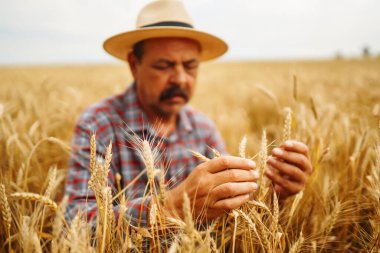 Şapkalı çiftçi buğday tarlasında mahsulleri kontrol ediyor. Tarım, bahçıvanlık veya ekoloji kavramı.