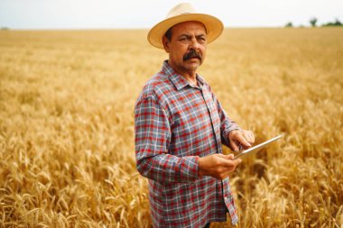 Şapkalı çiftçi buğday tarlasında mahsulleri kontrol ediyor. Tarım, bahçıvanlık veya ekoloji kavramı.