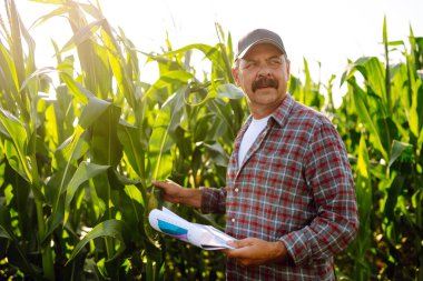 Mısır tarlasında dikilen çiftçi mahsulü inceliyor. Hasat bakım konsepti.