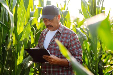 Mısır tarlasında dikilen çiftçi mahsulü inceliyor. Hasat bakım konsepti.
