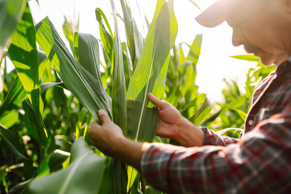 Farmer standing in corn field examining crop. Harvest care concept.