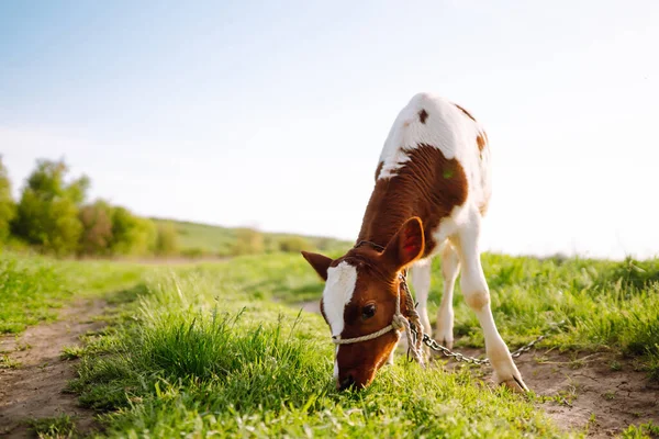 Ternero Comiendo Hierba Verde Granja Animal Bebé Crianza Animales Compañía — Foto de Stock