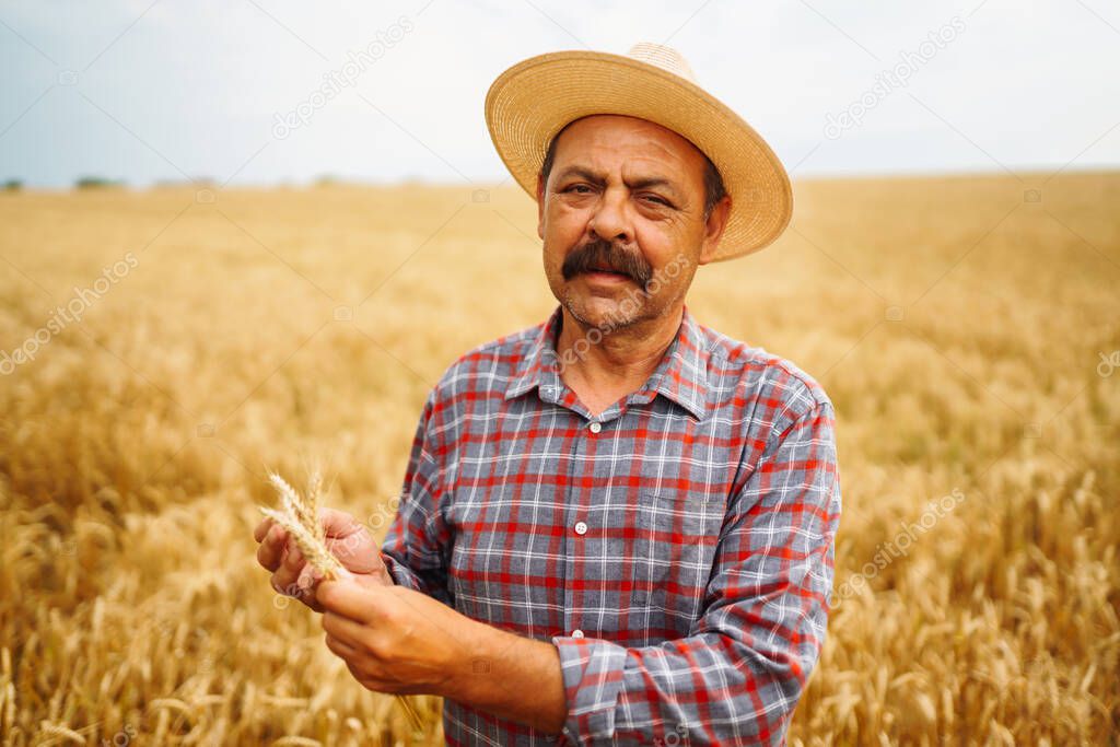 Farmer in the hat in a wheat field checking crop. Agriculture, gardening or ecology concept.