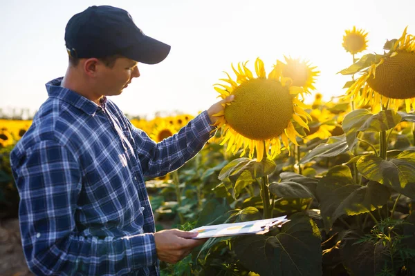 Farmer in the sunflower field. Farmer's hand touches blooming sunflower. Farmer examining crop. Business, harvesting, organic gardening concept.