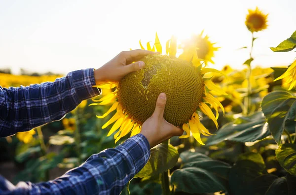 Farmer in the sunflower field. Farmer\'s hand touches blooming sunflower. Farmer examining crop. Business, harvesting, organic gardening concept.