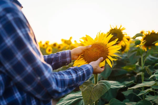 Farmer in the sunflower field. Farmer's hand touches blooming sunflower. Farmer examining crop. Business, harvesting, organic gardening concept.