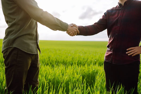 Два Фермера Заключают Соглашение Рукопожатием Зеленом Пшеничном Поле Сельскохозяйственный Бизнес — стоковое фото