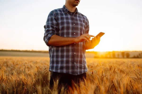 Çiftçi Buğday Tarlasında Duruyor Telefonu Tutuyor Interneti Kullanıyor Tarım Bahçıvanlık — Stok fotoğraf