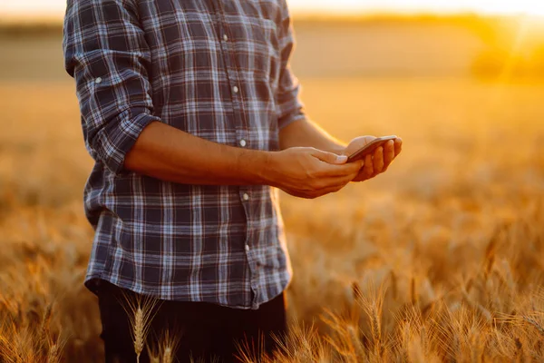 Farmer is standing in his growing wheat field and holding phone and using Internet . Agriculture, gardening, technology concept.