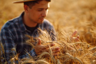 Buğday tarlasında şapkalı genç çiftçi. Tarım, bahçıvanlık veya ekoloji kavramı.