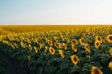 Manzara ayçiçeği tarlası. Organik ve Doğal Çiçek Özgeçmişi. Güneşli bir günde tarım..