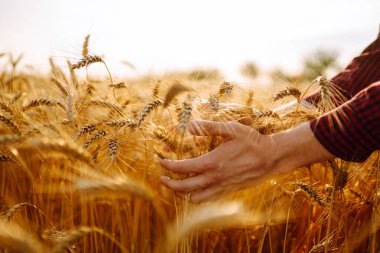 Gün batımında buğday tarlasını teslim et. Tarım, bahçıvanlık veya ekoloji kavramı.