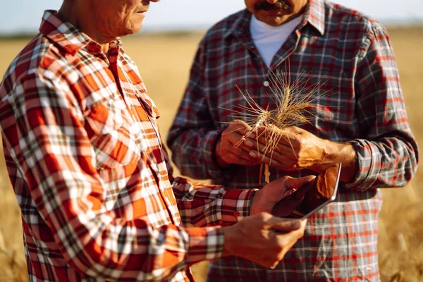 Farmers with tablet in the field. Modern agriculture technology. Smart farming concept.