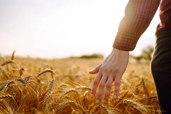 Mão Campo Trigo Durante Pôr Sol Conceito Agricultura Jardinagem Ecologia — Fotografia de Stock