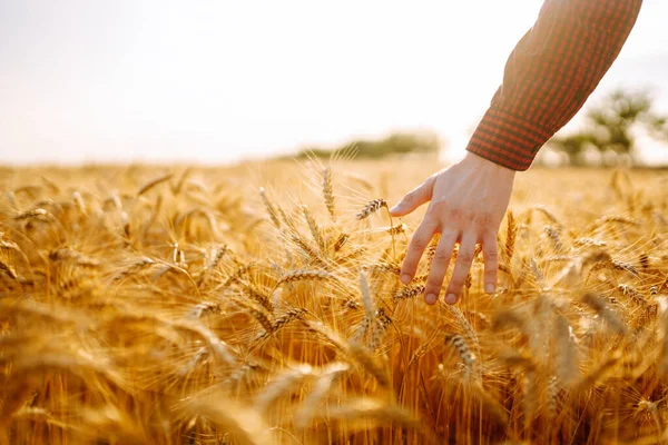 Hand Wheat Field Sunset Agriculture Gardening Ecology Concept — Foto Stock
