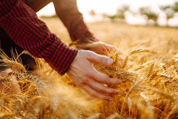 Hand Wheat Field Sunset Agriculture Gardening Ecology Concept — Foto Stock