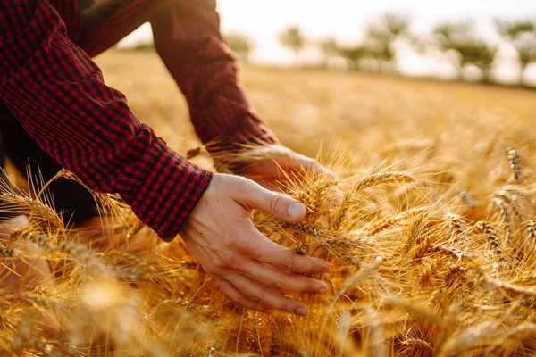 Рука Пшеничному Полі Під Час Заходу Сонця Концепція Сільського Господарства — стокове фото