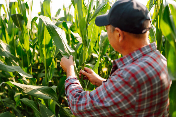 Farmer agronomist standing in green field, holding corn leaf in hands and analyzing maize crop. Agriculture, organic gardening, planting or ecology concept.