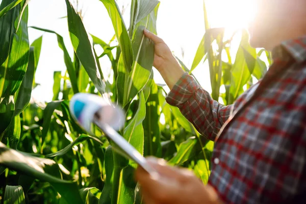 Agricultor Agrônomo Campo Verde Segurando Folha Milho Nas Mãos Analisando — Fotografia de Stock