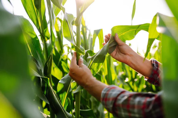 Agricultor Agrônomo Campo Verde Segurando Folha Milho Nas Mãos Analisando — Fotografia de Stock