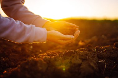 Uzman çiftçinin eli toprak topluyor. Çiftçi ekmeden önce toprak kalitesini kontrol ediyor. İş ya da ekoloji kavramı.